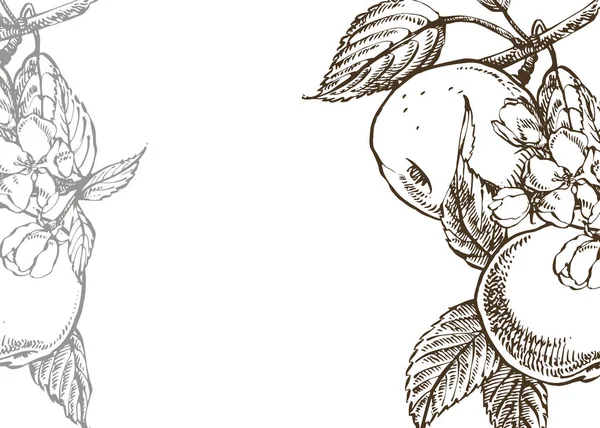 사과 그림입니다. 손으로 그린 패턴 질감 애플 일러스트와 함께. 카드 봄. 사과 나무의 검은 색과 흰색 개화 가지. — 스톡 사진