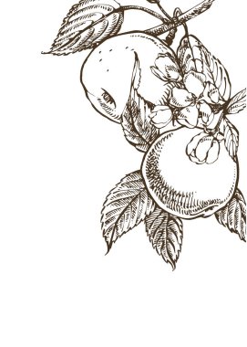 Elma illüstrasyon. Dokulu elma Illustration ile el çizilmiş desenler. Vintage botanik el çizilmiş illüstrasyon. Elma ağacının bahar çiçekleri.