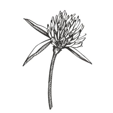 Clover seti. İzole vahşi bitki ve beyaz arka planda yaprakları. Bitkisel oylanmış stil illüstrasyon. Ayrıntılı botanik kroki. Clover yaprakları bir dizi-dört-leafed ve trefoil.