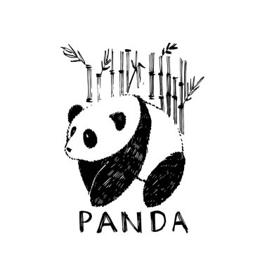 Bambu ile el çizilmiş Panda. Beyaz üzerinde izole grafik illüstrasyon. Panda Logo Tasarım Inspiration.