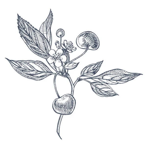 Conjunto de cerezas. Baya dibujada a mano aislada sobre fondo blanco. Fruta de verano grabado estilo ilustración. Ideal para etiquetas, póster, impresión . —  Fotos de Stock