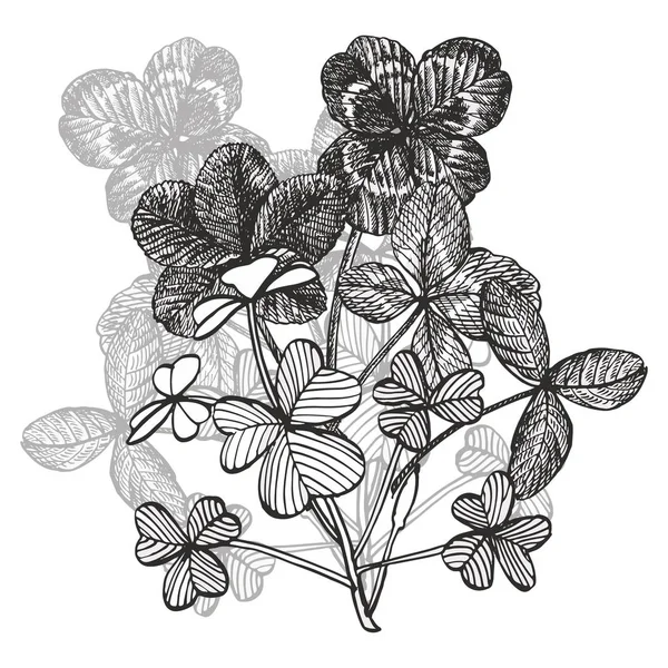 Clover siap. Terisolasi tanaman liar dan daun pada latar belakang putih. Ilustrasi gaya ukir herbal. Detail sketsa botani. (yaitu) seperangkat daun-daun yang berdaun empat dan pohon-pohonan . — Stok Foto