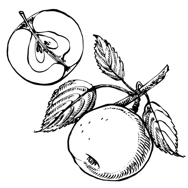 Illustration Apple. Motifs dessinés à la main avec illustration texturée de pomme. Illustration botanique vintage dessinée à la main. Fleurs printanières de pommier . — Photo