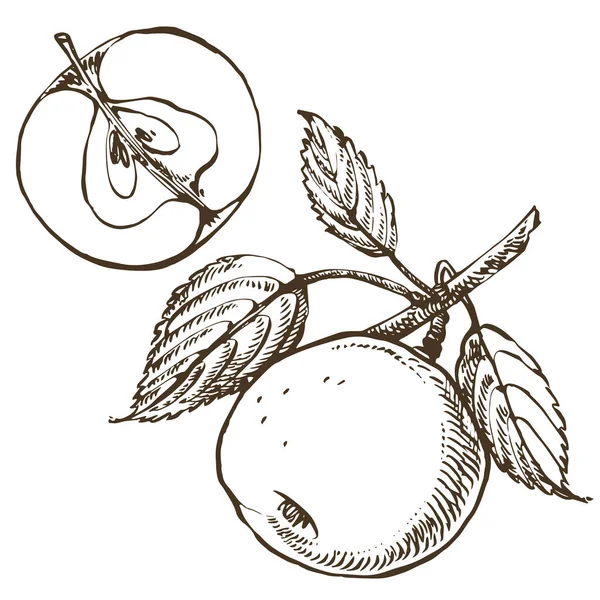 Apple ilustrace. Ručně kreslené vzory s texturovaného jablečného obrázku. Kreslené botanické vyobrazení. Jarní květy jablečného stromu. — Stock fotografie