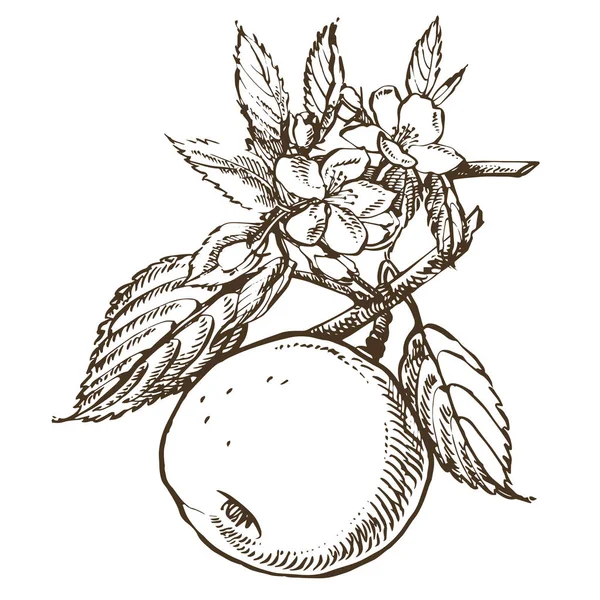 アップルのイラスト。質感のアップルのイラストと手描きのパターン。ヴィンテージボタニカル手描きイラスト。りんごの木の春の花. — ストック写真