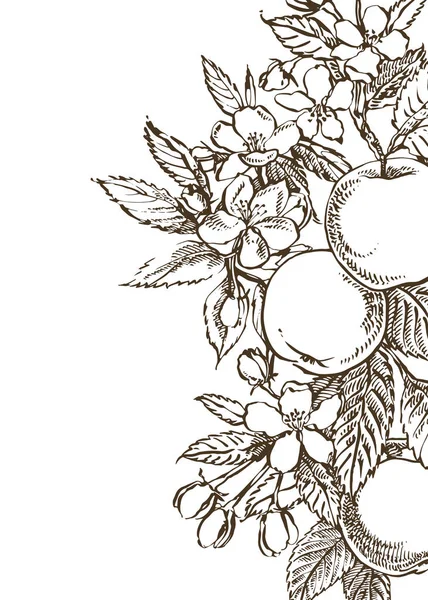 苹果的插图。手绘图案与纹理苹果插图。复古植物手绘插图。苹果树的春天的花朵. — 图库照片