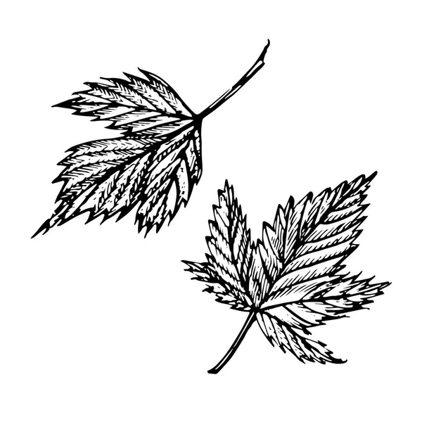 手描き黒スグリの実のスケッチ セットです。森の果実のイラストを。白い背景に分離. — ストック写真