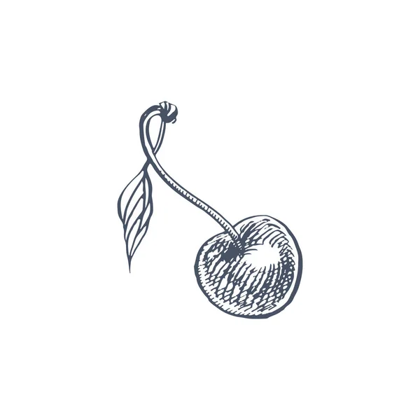 Conjunto de cerezas. Baya dibujada a mano aislada sobre fondo blanco. Fruta de verano grabado estilo ilustración. Ideal para etiquetas, póster, impresión . — Foto de Stock