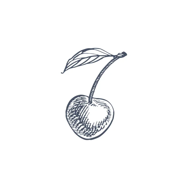 Conjunto de cerezas. Baya dibujada a mano aislada sobre fondo blanco. Fruta de verano grabado estilo ilustración. Ideal para etiquetas, póster, impresión . — Foto de Stock