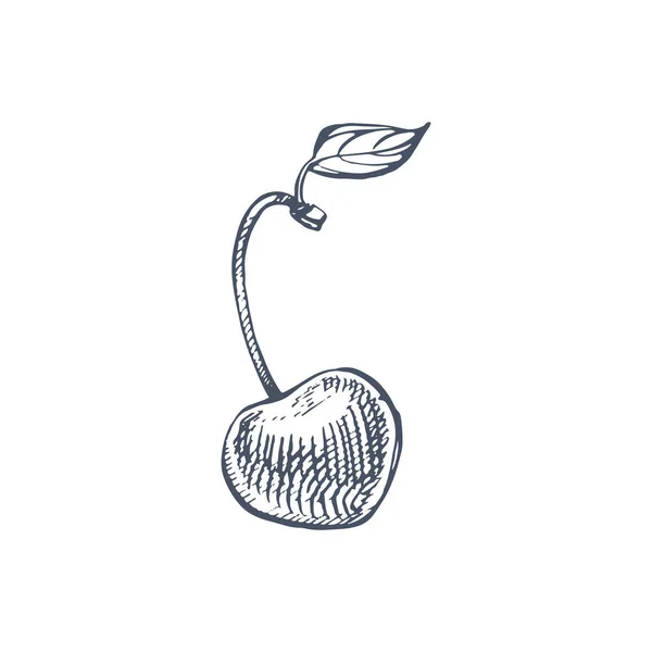 Jogo de cereja. Baga desenhada à mão isolada sobre fundo branco. Fruto de verão gravada ilustração estilo. Ótimo para etiqueta, cartaz, impressão . — Fotografia de Stock