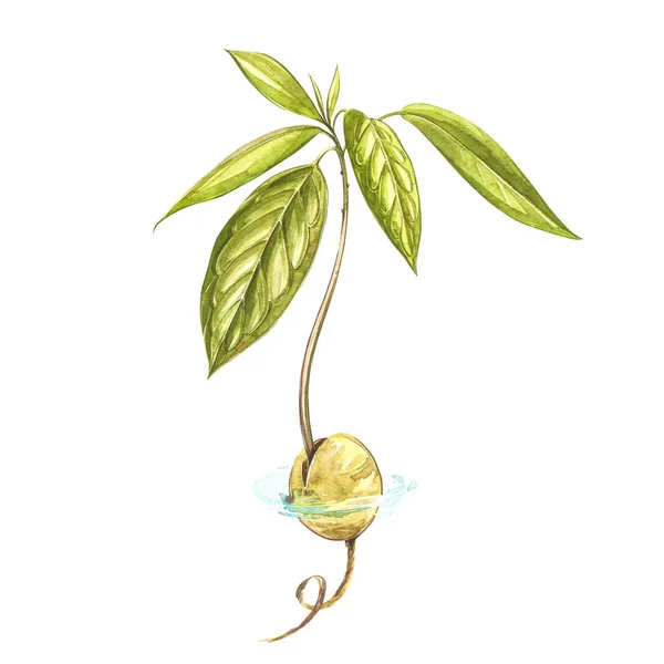 Avocado watercolor hand draw illustration isolated on white background. — Stock Photo, Image
