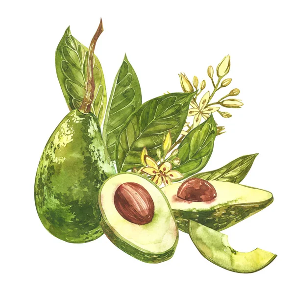 Aguacate acuarela mano dibujar ilustración aislada sobre fondo blanco . —  Fotos de Stock