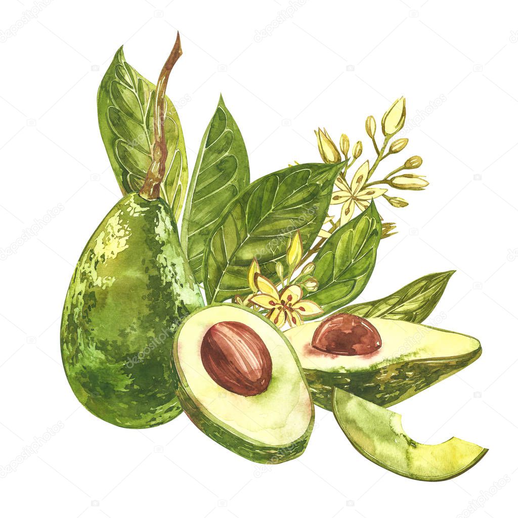 Avocado watercolor hand draw illustration isolated on white background.