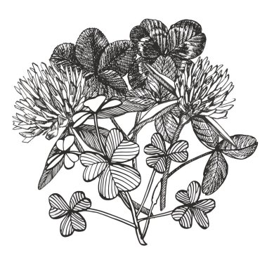 Clover seti. İzole vahşi bitki ve beyaz arka planda yaprakları. Bitkisel oylanmış stil illüstrasyon. Ayrıntılı botanik kroki. Clover yaprakları bir dizi-dört-leafed ve trefoil.