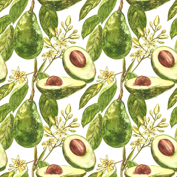 Aguacate acuarela mano dibujar ilustración aislada sobre fondo blanco. Patrón sin costura de aguacate dibujado a mano . — Foto de Stock