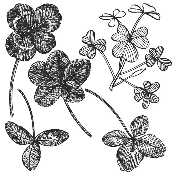 Clover set. Isolated wild plant and leaves on white background. Herbal engraved style illustration. Detailed botanical sketch. A set of clover leaves - four-leafed and trefoil. — Stock Photo, Image