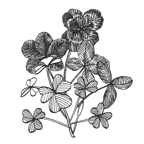 Klöver uppsättning. Isolerad vild planta och löv på vit bakgrund. Växtbaserade gravyr stil illustration. Specificerad botanisk skiss. En uppsättning klöver blad-fyra-bläddade och Trefoil. — Stockfoto