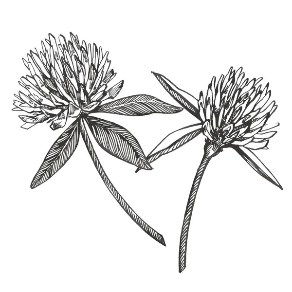 Πράσινο σετ. Απομονωμένο άγριο φυτό και φύλλα σε λευκό φόντο. Φυτική χαραγμένη εικόνα στυλ. Λεπτομερές βοτανικό σκίτσο. Μια σειρά από φύλλα τριφύλλι-τετράφυλλο και τρίφυλλα. — Φωτογραφία Αρχείου
