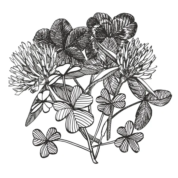 Klaver set. Geïsoleerde wilde plant en bladeren op witte achtergrond. Herbal gegraveerd stijl illustratie. Gedetailleerde botanische schets. Een set van klaverblad-vier-leafed en trefoil. — Stockfoto