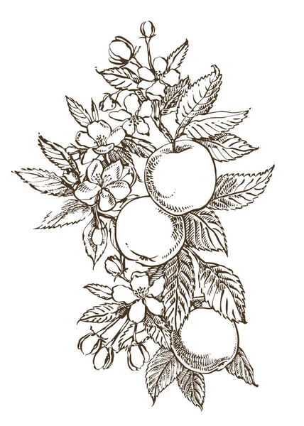 Apple illustration. Hand drawn patterns with textured apple illustration. Vintage botanical hand drawn illustration. Spring flowers of apple tree. — Stock Photo, Image