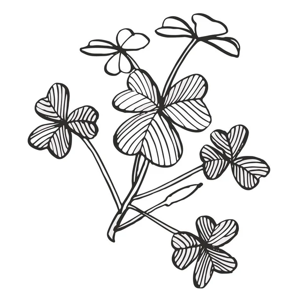 Clover set. Isolated wild plant and leaves on white background. Herbal engraved style illustration. Detailed botanical sketch. A set of clover leaves - four-leafed and trefoil. — Stock Photo, Image