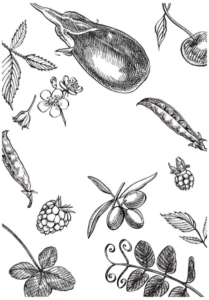 Ελιές, μπιζέλια, μελιτζάνα, σμέουρα που απομονώνονται σε λευκό φόντο. Φόντο προτύπου γραφικής εικόνας βοτανικής. — Φωτογραφία Αρχείου