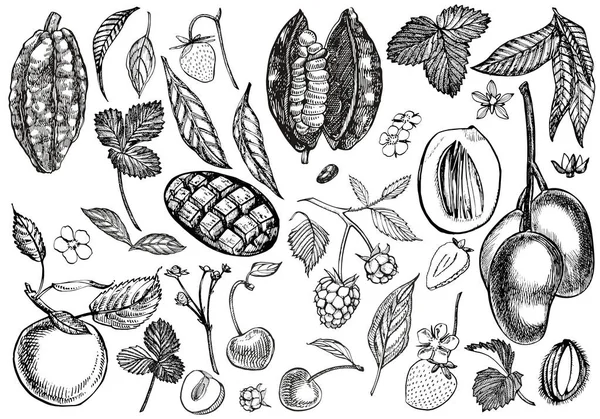 Het aantal grafische botanische illustratie. Mango Fruit, Cacao en bessen aardbei, framboos, appel, kersen geïsoleerd op witte achtergrond. — Stockfoto