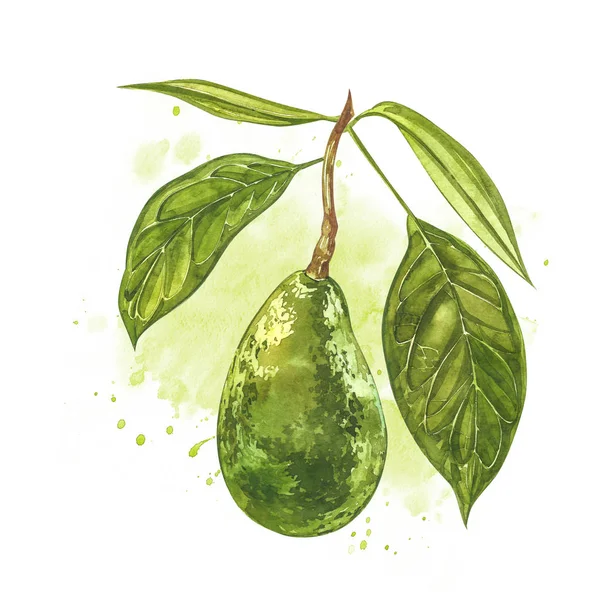 Avocado aquarela desenho mão ilustração isolado no fundo branco . — Fotografia de Stock