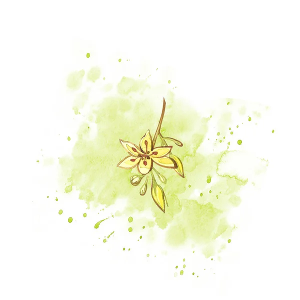 Avokado akvarell hand Rita illustration isolerade på vit bakgrund. — Stockfoto