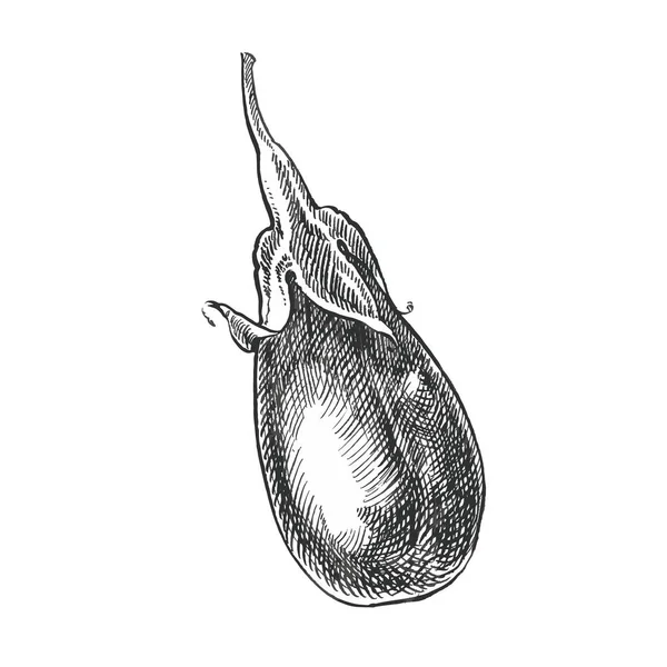 Hand ritad skiss aubergine. Illustration isolerade på vit bakgrund. Gård färska ekologiska grönsaker konstverk. — Stockfoto