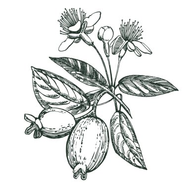 Feijoa meyve, çiçek, yaprak ve feijoa dilim topluluğu. Grafiği çizilen illüstrasyon el.