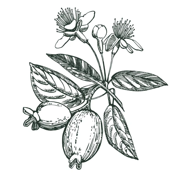 Колекція фруктів фейхоа, квітки, листя та шматочків фейхоа. Графічна намальована рука ілюстрація . — стокове фото