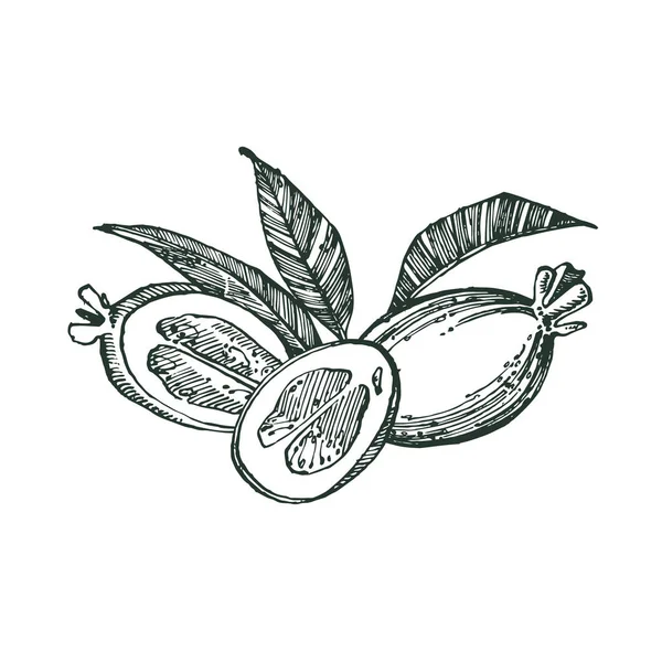 Coleção de feijoa fruta, flor, folhas e fatia de feijoa. Gráfico ilustração desenhada à mão . — Fotografia de Stock