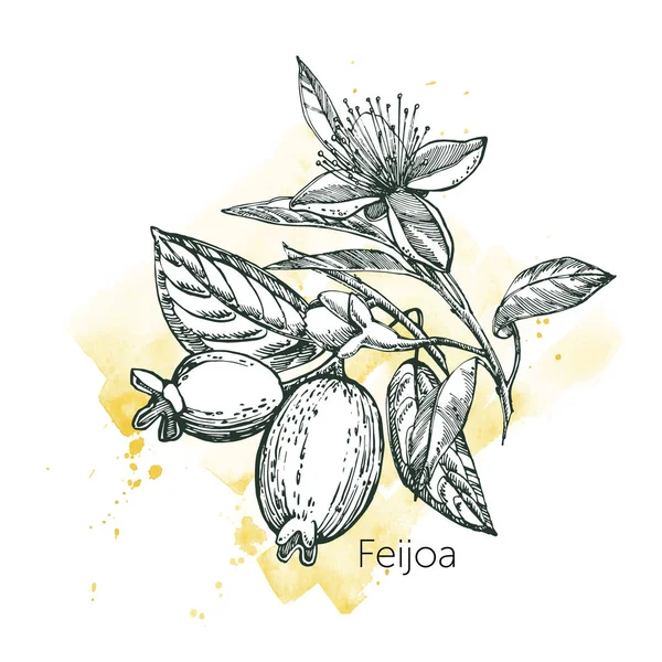 Collezione di feijoa frutta, fiore, foglie e fetta di feijoa. Illustrazione grafica disegnata a mano . — Foto Stock