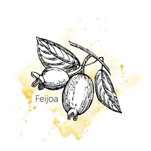 Collezione di feijoa frutta, fiore, foglie e fetta di feijoa. Illustrazione grafica disegnata a mano . — Foto Stock