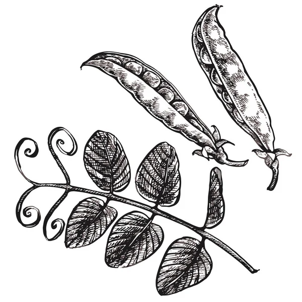 Mână desenată schiță mazăre. Ilustrație alimentară ecologică izolată pe fundal alb . — Fotografie, imagine de stoc