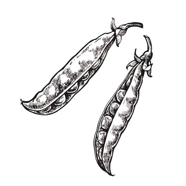 Ervilhas desenhadas à mão. Ilustração de alimentos orgânicos isolados em fundo branco . — Fotografia de Stock