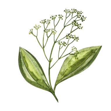 Tarçın beyaz arka plan üzerinde izole sopalarla. Suluboya illüstrasyon. Mutfak otlar ve baharatlar.