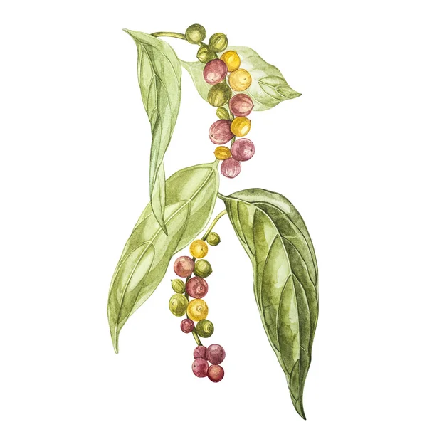 Paprika zwarte hand getrokken aquarel illustratie. Botanische tekening gemaakt met de hand met aquarel potloden. Zwarte peper op een witte achtergrond. — Stockfoto