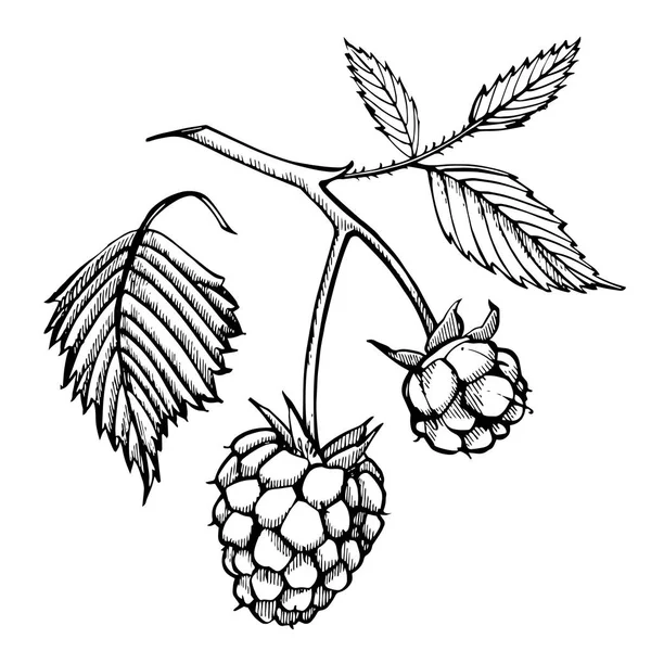 Hand drawn raspberry set isolated on white background. Retro sketch style graphic illustration. — Stock Photo, Image