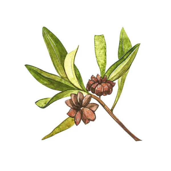 白い背景に隔離されたスターアニス植物。料理と癒しの植物スターアニスの水彩植物図. — ストック写真