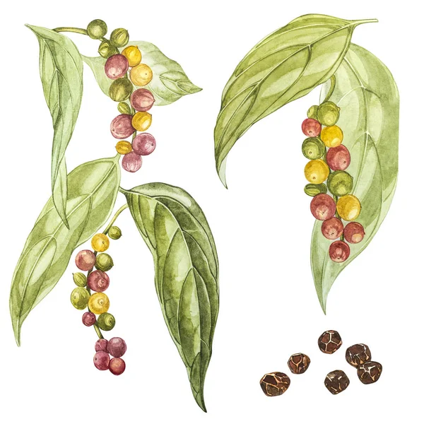 Paprika schwarz handgezeichnete Aquarell-Illustration. Botanische Zeichnung von Hand mit Aquarellstiften. schwarzer Pfeffer auf weißem Hintergrund. — Stockfoto