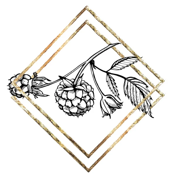 Conjunto de framboesa desenhada à mão isolado sobre fundo branco. Desenho retrô estilo ilustração gráfica. Moldura de ouro . — Fotografia de Stock