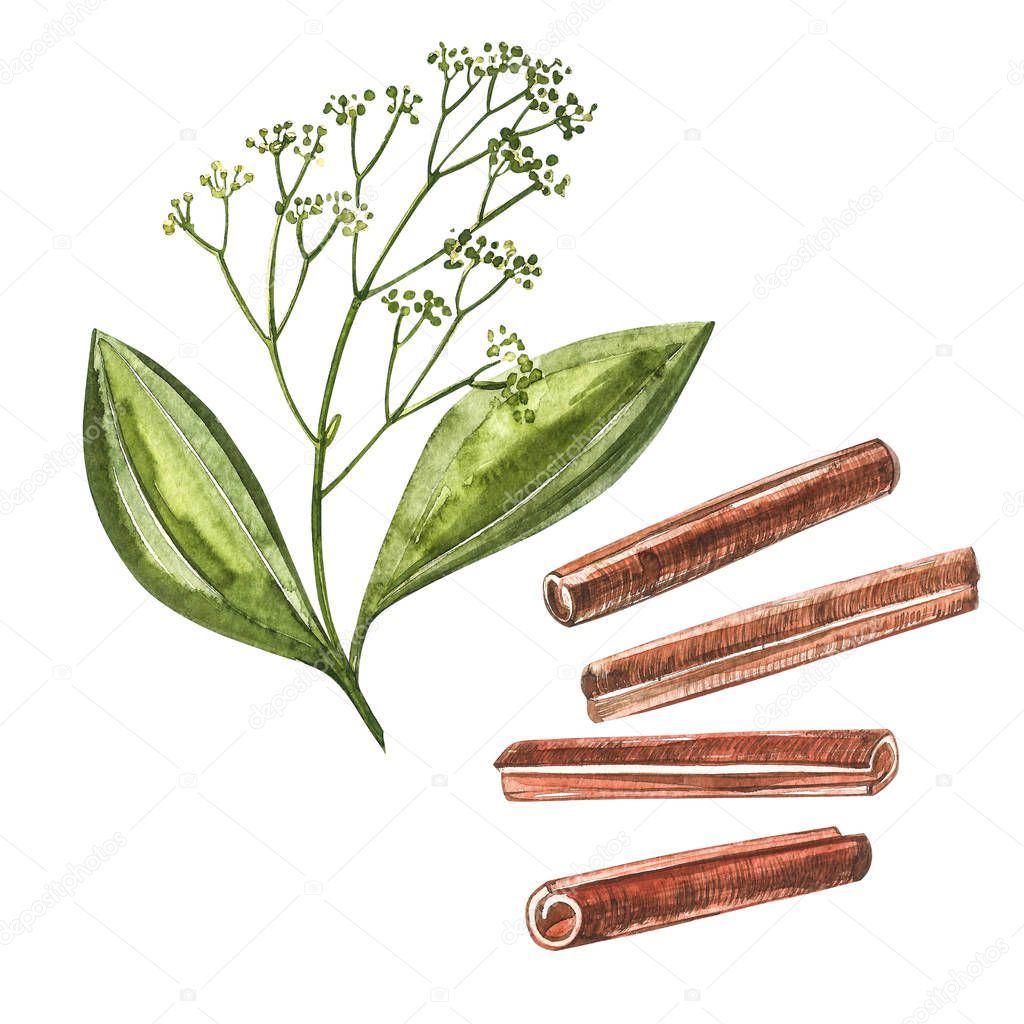 Cinnamon sticks isolated on white background. Watercolor illustration. Kitchen herbs and spices.