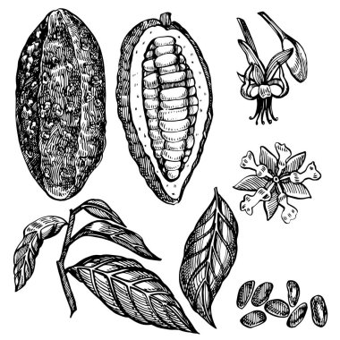 Çikolata Kakao fasulye illüstrasyon. Oyulmuş stil illüstrasyon. Çizilmiş el çizilmiş kakao çekirdekleri, ağaç, yaprak lar ve dallar.