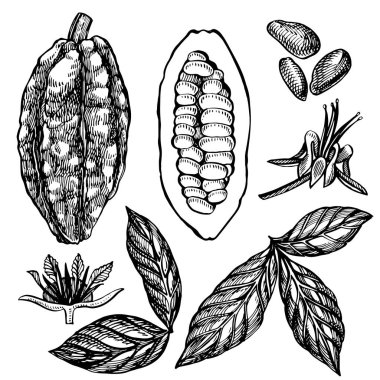 Çikolata Kakao fasulye illüstrasyon. Oyulmuş stil illüstrasyon. Çizilmiş el çizilmiş kakao çekirdekleri, ağaç, yaprak lar ve dallar.