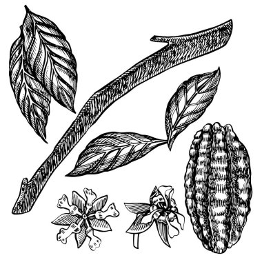 Çikolata Kakao fasulye illüstrasyon. Oyulmuş stil illüstrasyon. Çizilmiş el çizilmiş kakao çekirdekleri, ağaç, yaprak lar ve dallar.