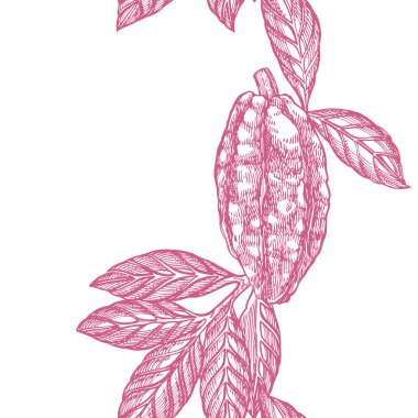 Çikolata Kakao fasulye illüstrasyon. Oyulmuş stil illüstrasyon. Çizilmiş el çizilmiş kakao çekirdekleri, ağaç, yaprak lar ve dallar.