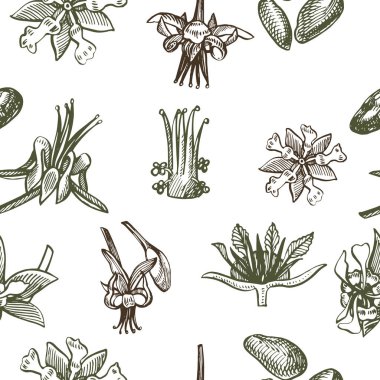 Kakao şube seamless modeli. İllüstrasyon izole el beyaz zemin üzerine çekilmiş. Organik sağlıklı gıda.