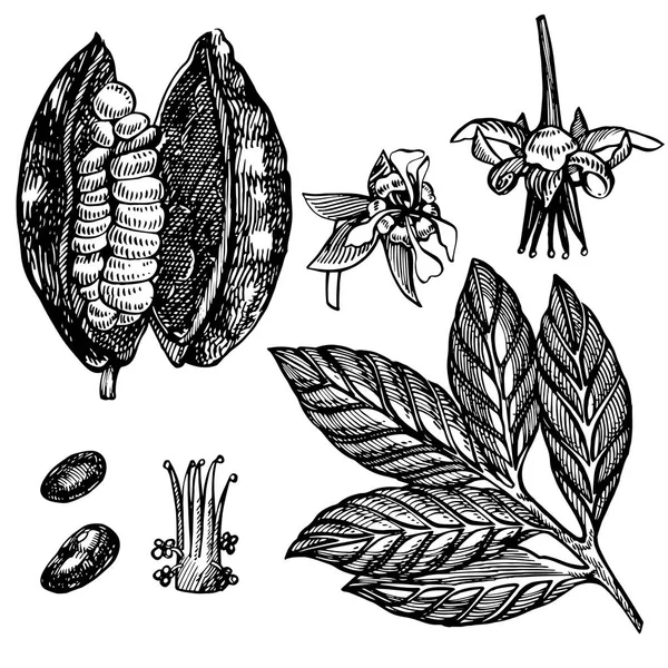 Illustration de fèves de cacao au chocolat. Illustration de style gravé. Fèves, arbres, feuilles et branches de cacao dessinés à la main . — Photo